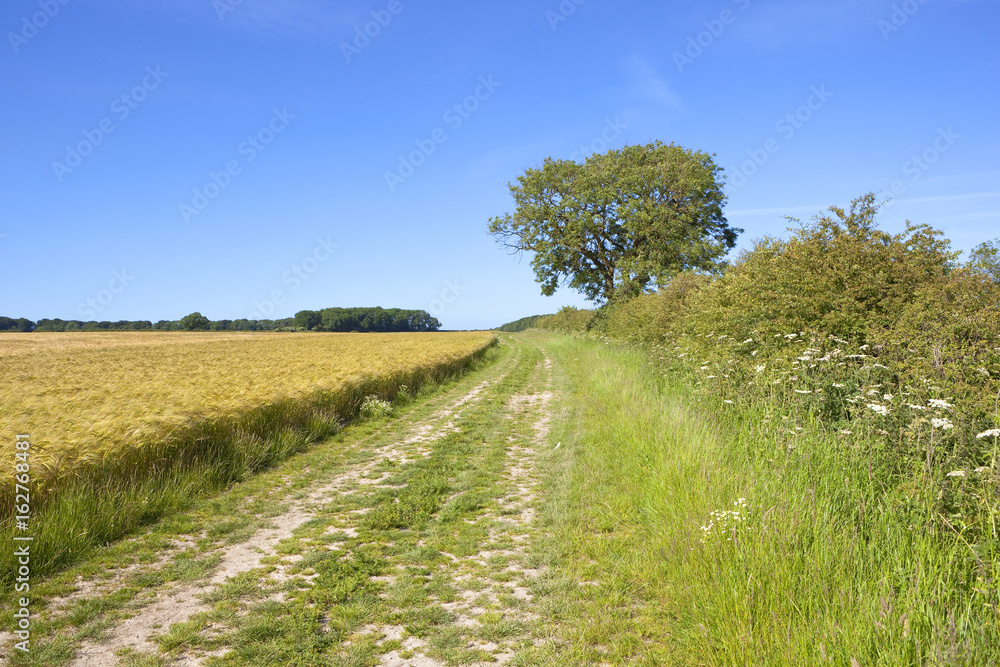golden barley and bridleway