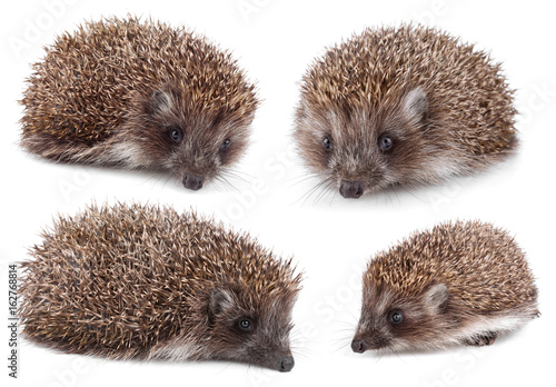 Set of small hedgehog isolated on white background