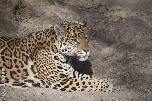 Young beautiful jaguar in the zoo