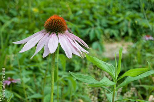 Echinacea purpurea  flower