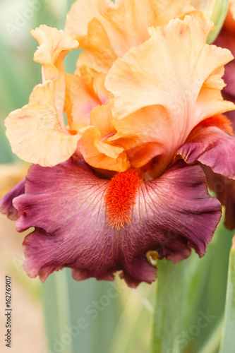 Fototapeta Naklejka Na Ścianę i Meble -  Beautiful multicolored iris flower.