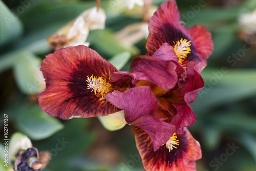 Fototapeta Naklejka Na Ścianę i Meble -  Beautiful multicolored iris flower.