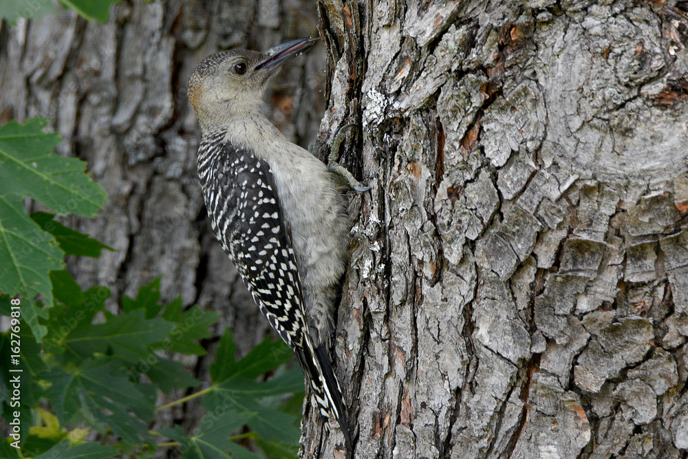 Obraz premium woodpecker