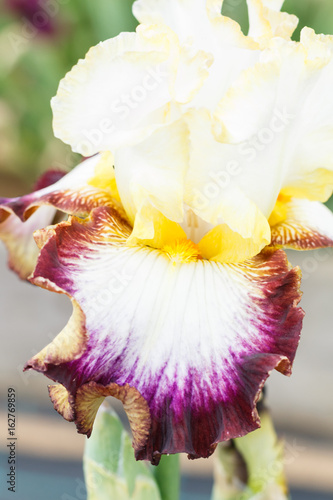 Fototapeta Naklejka Na Ścianę i Meble -  Beautiful multicolored iris flower.