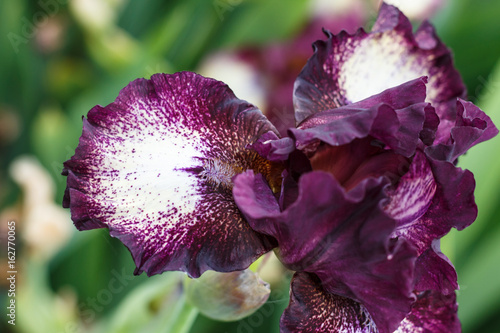 Fototapeta Naklejka Na Ścianę i Meble -  Beautiful multicolored iris flower.