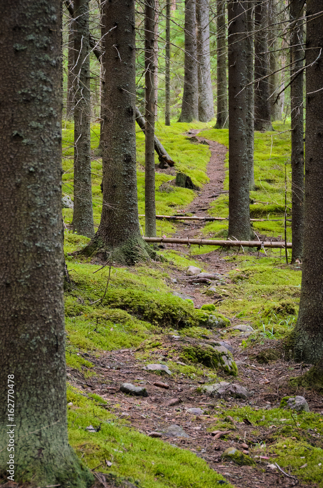 Fototapeta premium Footpath in spruce forest.