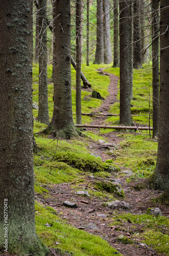 Footpath in spruce forest.