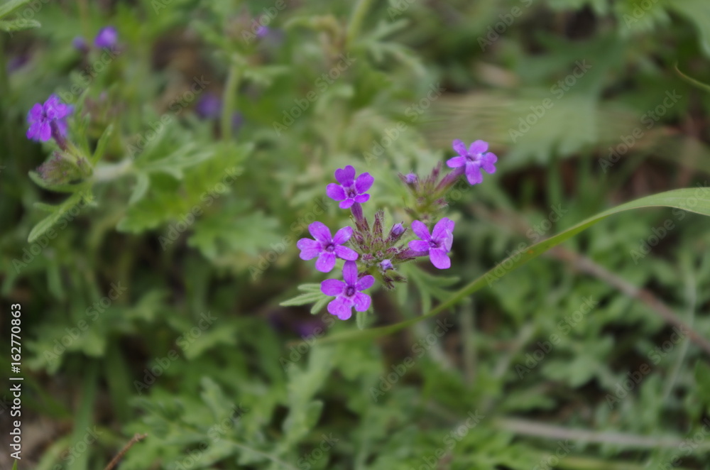 The violet flower The violet flower