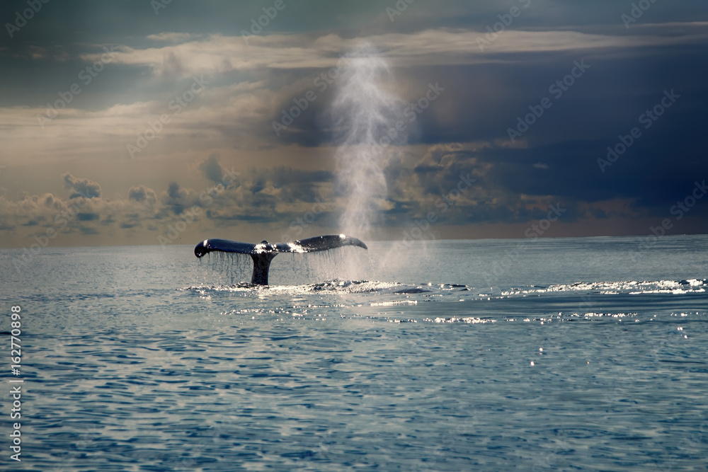 Fototapeta premium Wieloryby na Pacyfiku