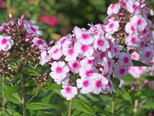 Phlox, Flammenblume photo