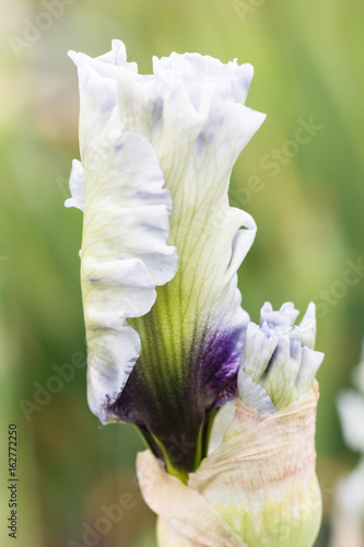 Fototapeta Naklejka Na Ścianę i Meble -  Beautiful multicolored iris bud.