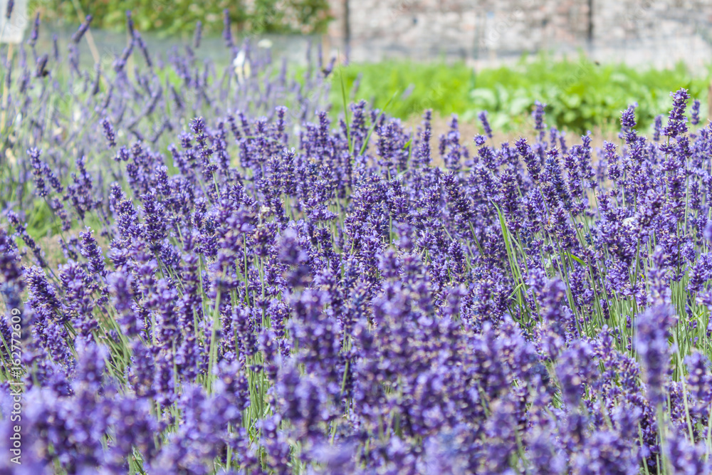 Obraz premium Lavendar plants