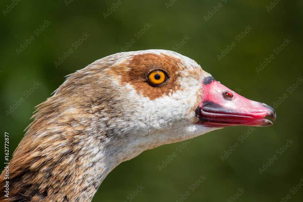 Close up of goose head. Beautiful egyptian goose face. Close up of goose head. Beautiful egyptian goose face.