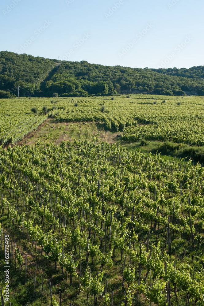 View of the vineyards of Vrbnik, Krk Island
