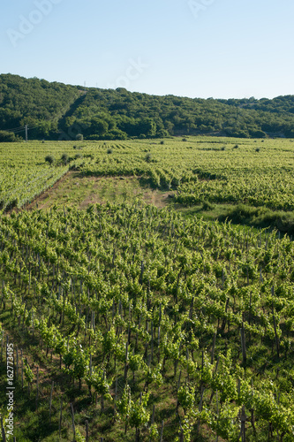 View of the vineyards of Vrbnik  Krk Island