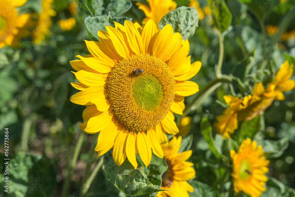 Fototapeta premium Blüte der Sonnenblume