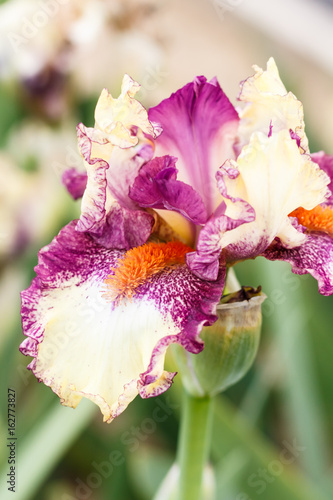 Fototapeta Naklejka Na Ścianę i Meble -  Beautiful multicolored iris flower.