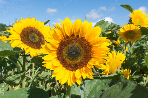Sonnenblumen - Sonnenblumenfeld mit blauem Himmel