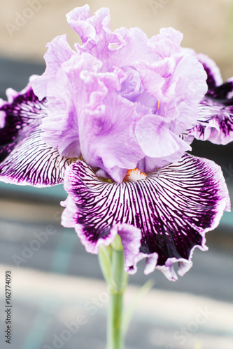 Fototapeta Naklejka Na Ścianę i Meble -  Beautiful multicolored iris flower.