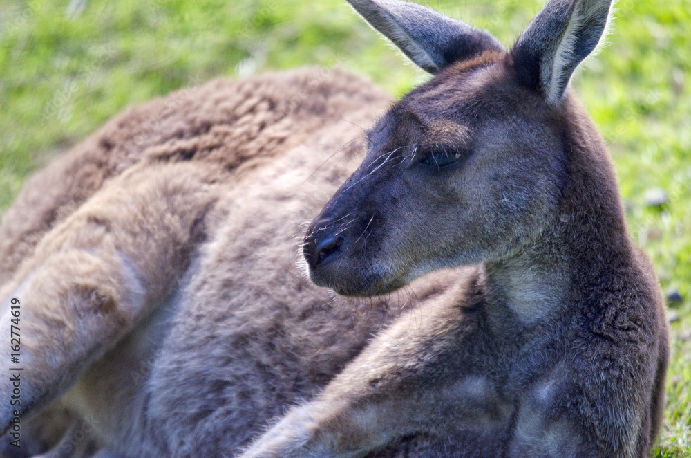 Fototapeta premium Wallaby Lying Down