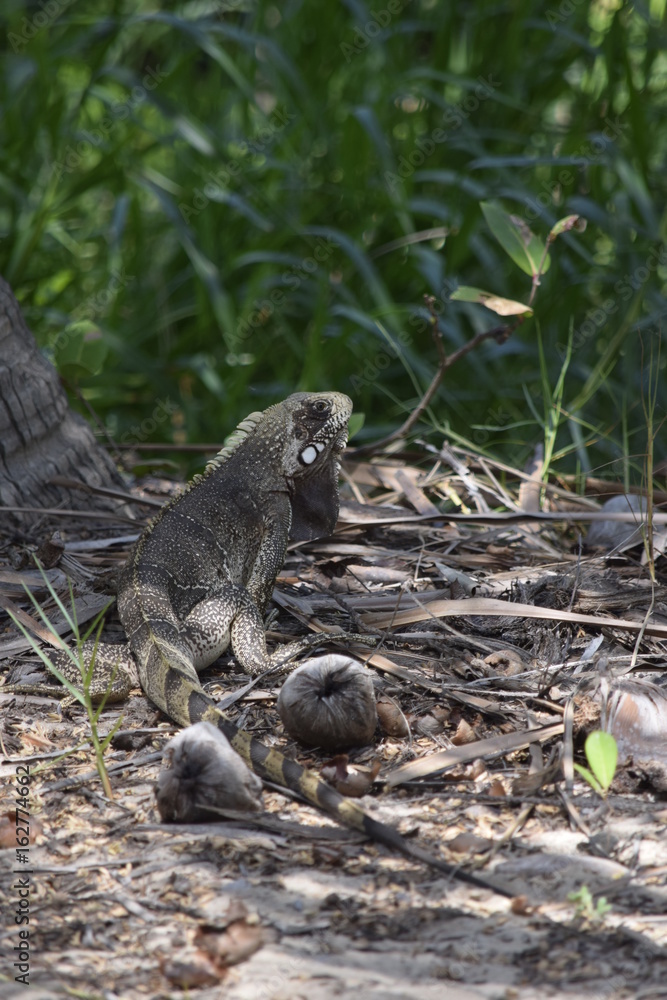 Fototapeta premium Reptile