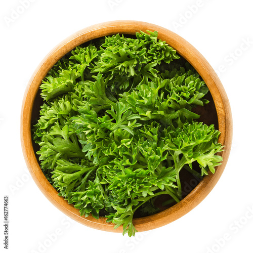 Fresh curly parsley leaves in wooden bowl. Green leaves of Petroselinum crispum, used as herb, spice and vegetable. Isolated macro food photo close up from above on white background.