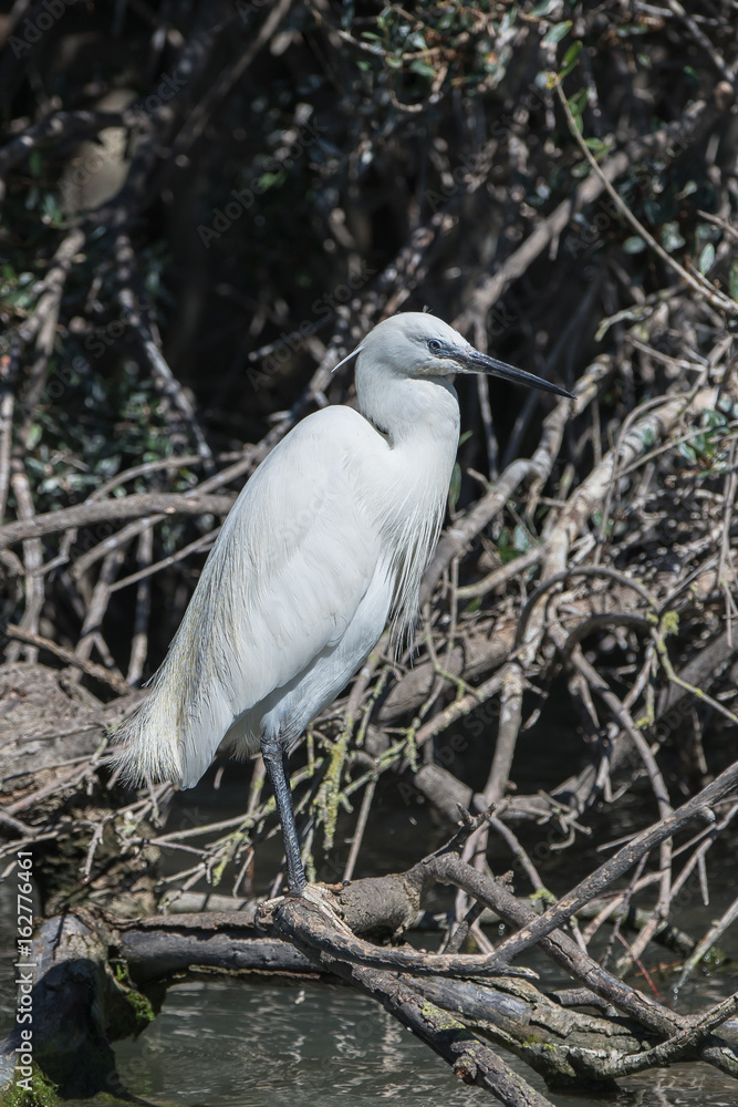 White egret standing on a branch White egret standing on a branch