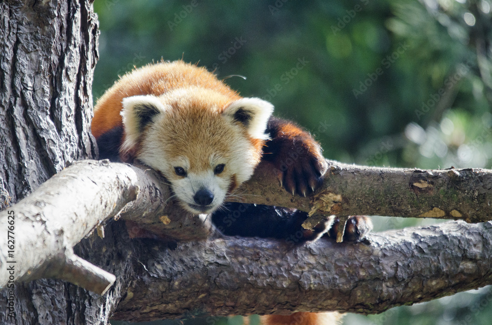 Fototapeta premium Red Panda in Tree
