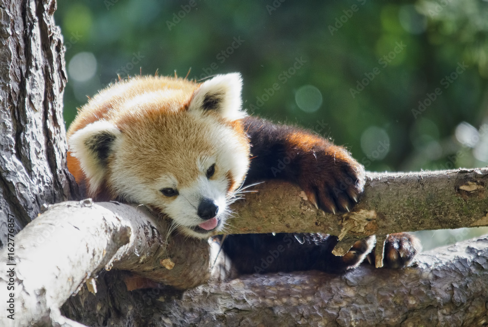 Fototapeta premium Red Panda in Tree