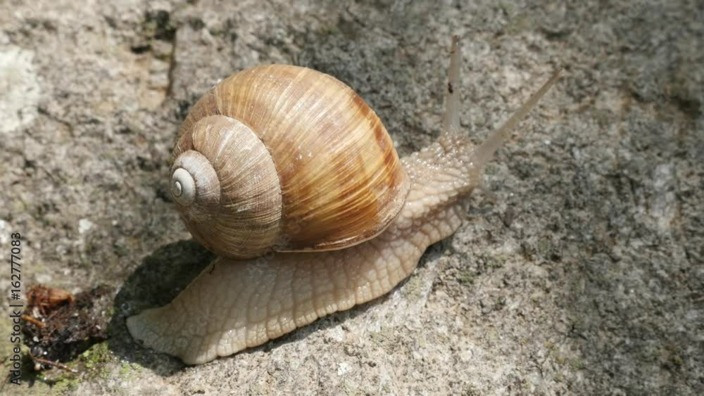 Helix pomatia escargot in the shell close-up 4K 2160p 30fps UltraHD footage - Roman snail on the stone 3840X2160 UHD video Helix pomatia escargot in the shell close-up 4K 2160p 30fps UltraHD footage - Roman snail on the stone 3840X2160 UHD video