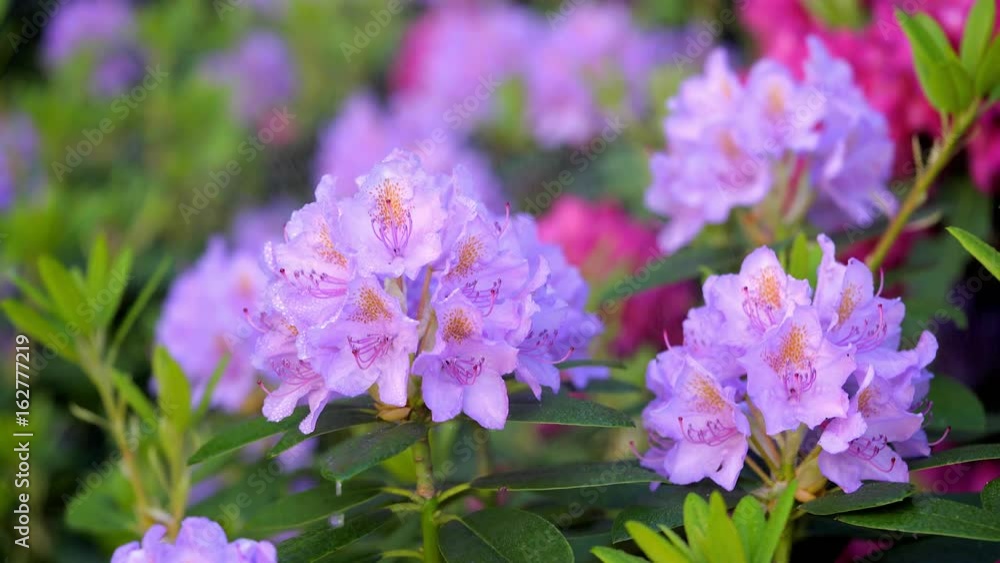 Rhododendron Busch mit Regen Tropfen Rhododendron Busch mit Regen Tropfen