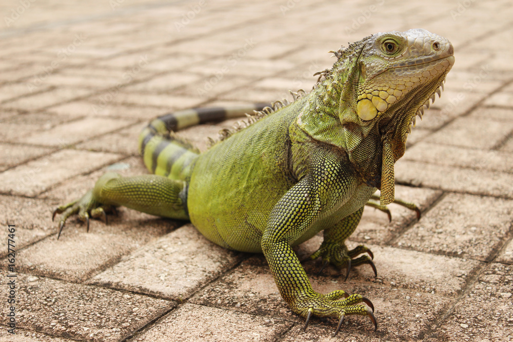 Fototapeta premium Iguana