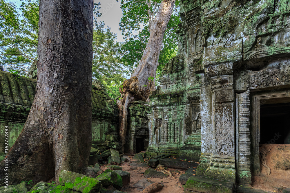 Baum inmitten des Ta Prohm Tempels in Angkor, Kambodscha