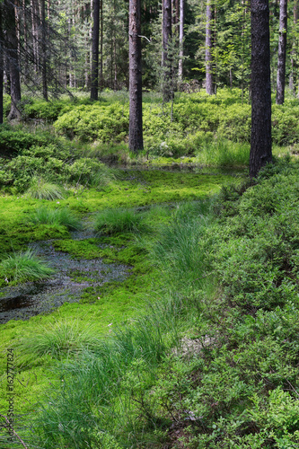 Wetland forest with green carpets of moss.