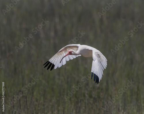 White Ibis Flying Low - A beautiful white ibis flies low over the grassy marsh as it prepares to land and join the flock. © richardseeley