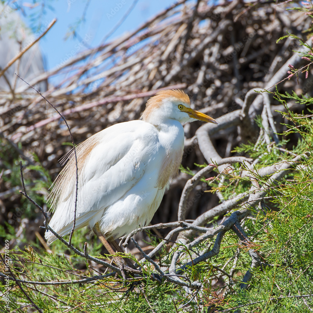 Western Cattle Egret, Bubulcus ibis, bird put on a branch of tree Western Cattle Egret, Bubulcus ibis, bird put on a branch of tree