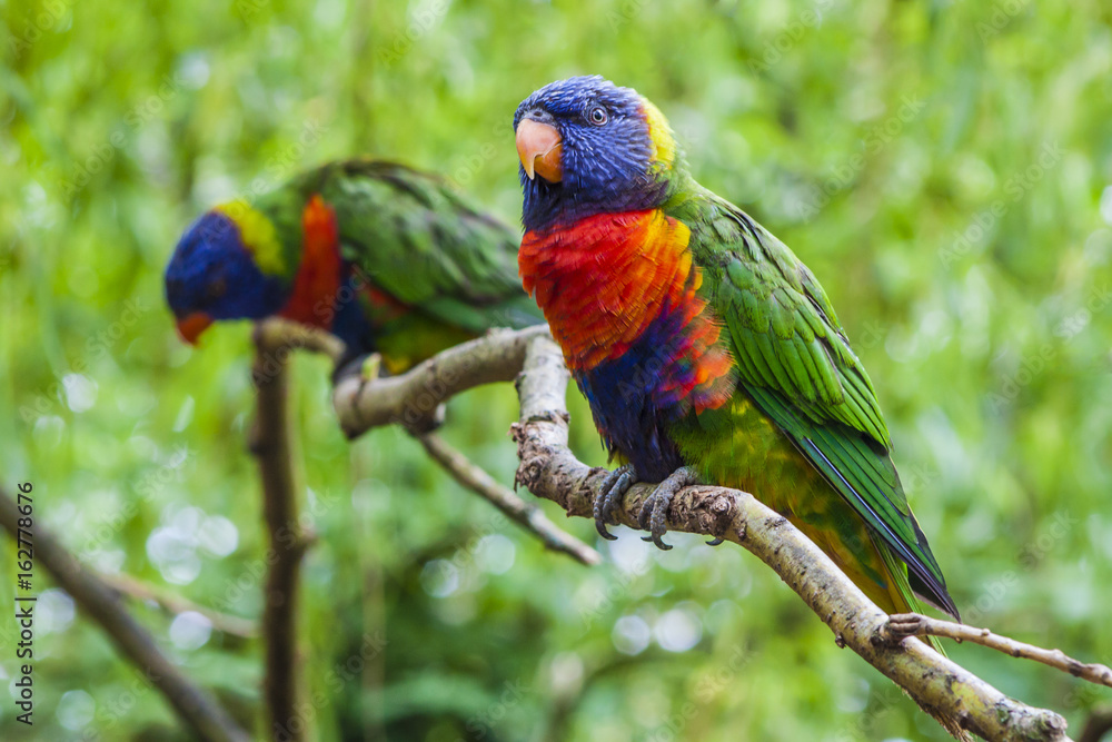Pair of Rainbow Lorikeets Pair of Rainbow Lorikeets