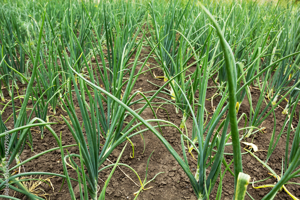 Background of a young green onion. Close-up. Background of a young green onion. Close-up.
