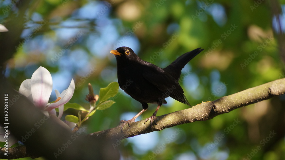 Fototapeta premium Amsel