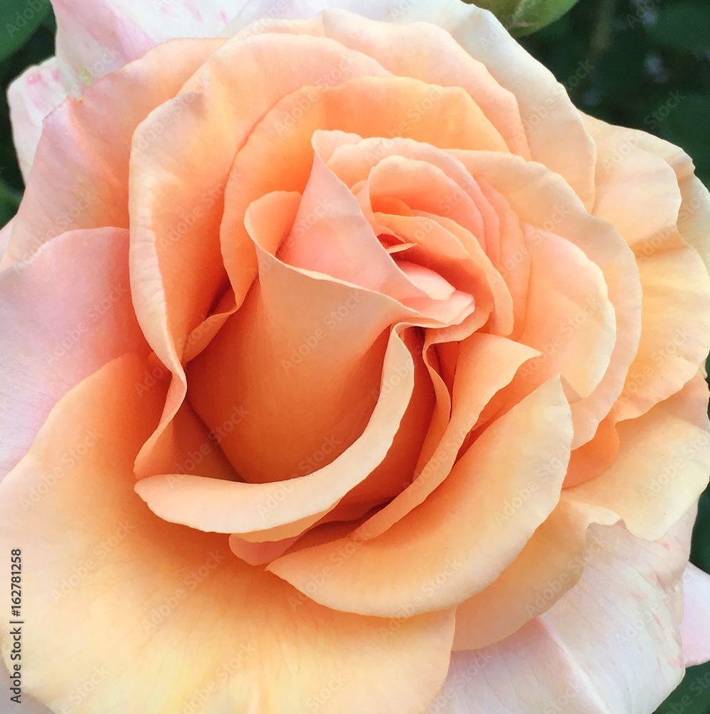Peachy Keen Rose Peachy Keen Rose