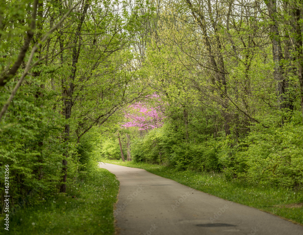 Path through woods in springtime with sunlight shining at the end of the path and on a beautiful blossoming purple tree Path through woods in springtime with sunlight shining at the end of the path and on a beautiful blossoming purple tree