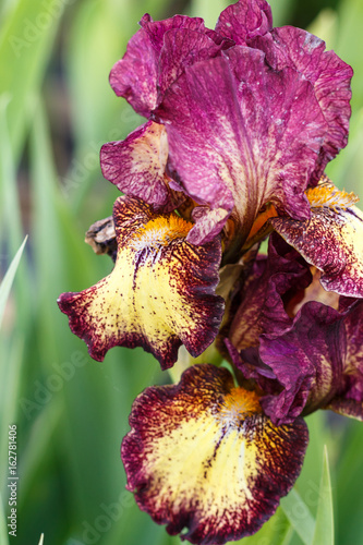 Fototapeta Naklejka Na Ścianę i Meble -  Beautiful multicolored iris flower.