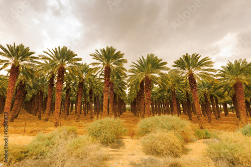 Ein Gedi Nature Reserve.