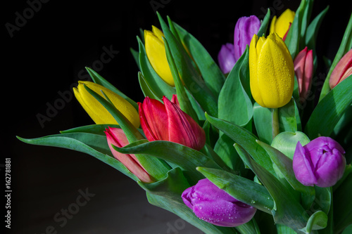 Fresh tulips on black background