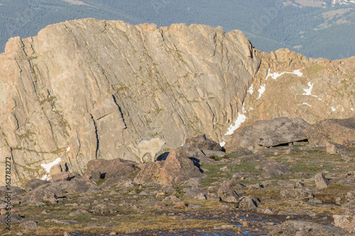 Mountain Goats