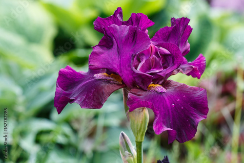 Fototapeta Naklejka Na Ścianę i Meble -  Beautiful purple iris flower with drops of water.