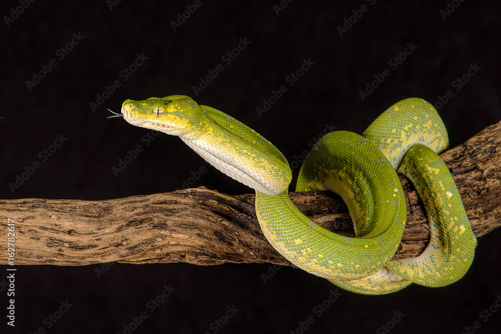 Naklejka premium A close up of a green tree python curled around a branch with its tongue protruding