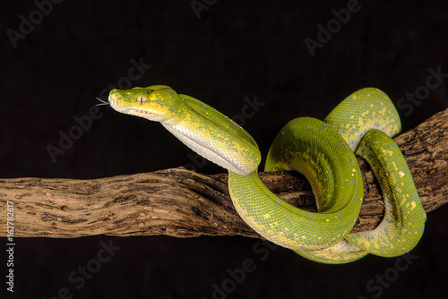 A close up of a green tree python curled around a branch with its tongue protruding
