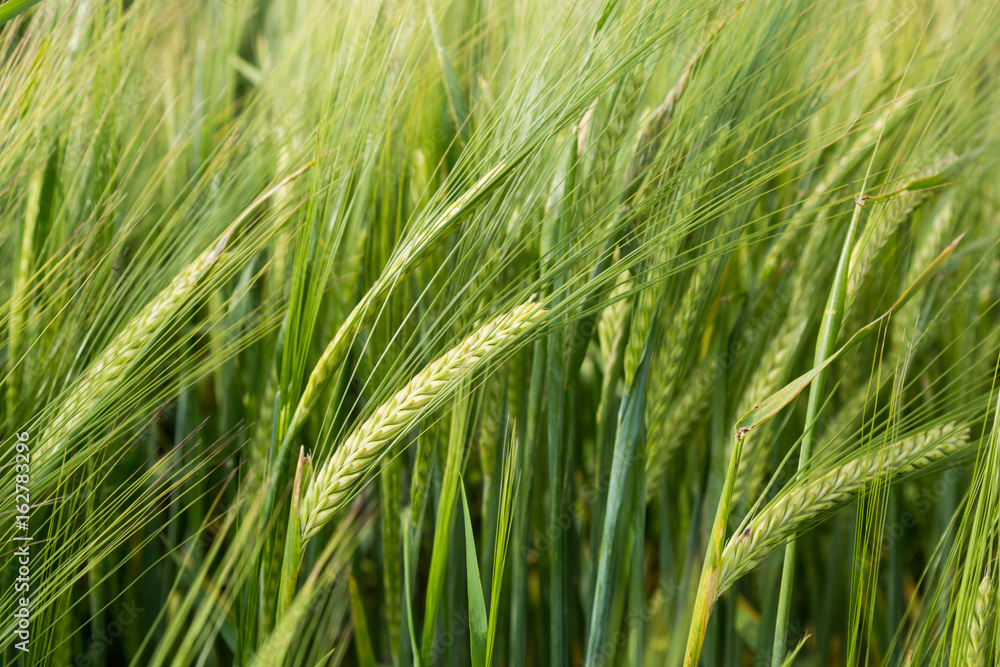 Wheat Wheat