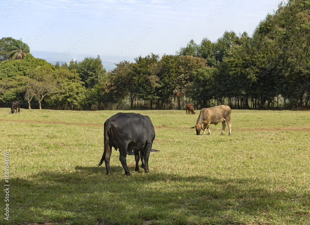 Cows on a green field in Brazil 